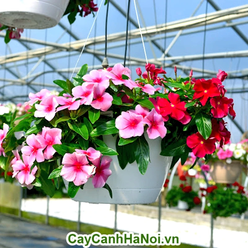 Tìm hiểu đặc điểm, cách chăm sóc, giá cây hoa dừa cạn