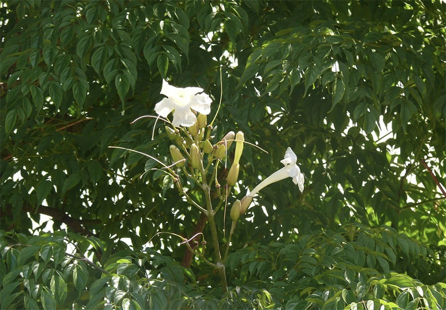 Cây hạnh phúc có hoa không và cách chăm sóc hiệu quả