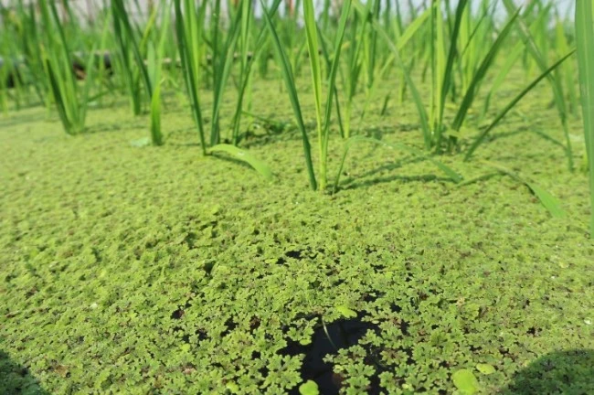 Lợi Ích Của Bèo Hoa Dâu Trong Bảo Vệ Môi Trường