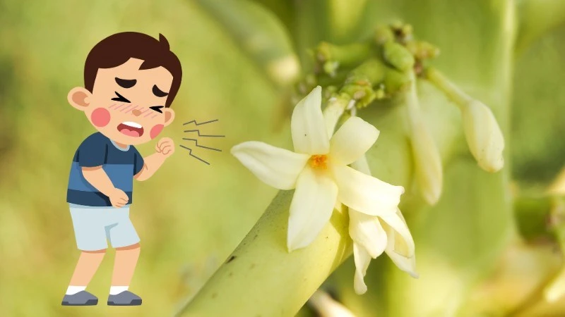 Những người không nên uống hoa đu đủ đực để tránh hại