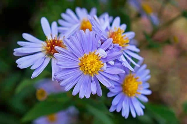 Hoa Cúc Dại: Ý nghĩa đặc điểm cách trồng và cách chăm sóc