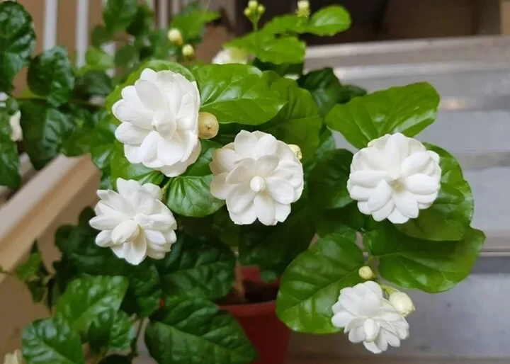 Những điều cần biết về cây hoa nhài và đặc điểm của nó