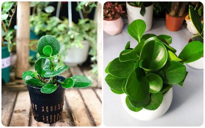 Mệnh Hỏa hợp cây gì? 20+ loại cây giúp mệnh Hỏa hút tài đón lộc