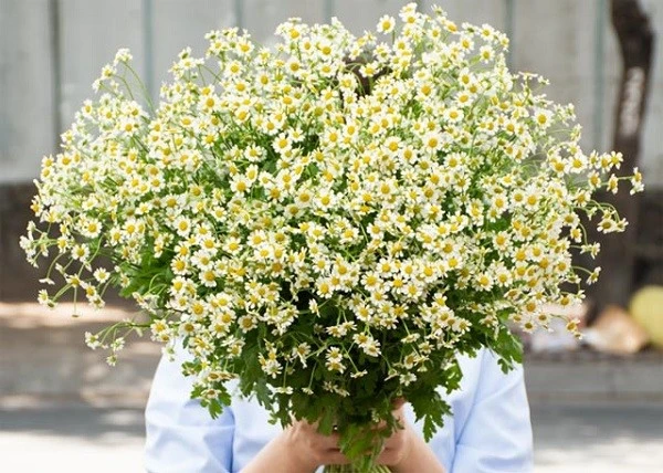 Hoa cúc Tana: Tìm hiểu ý nghĩa, đặc điểm cách trồng và chăm sóc