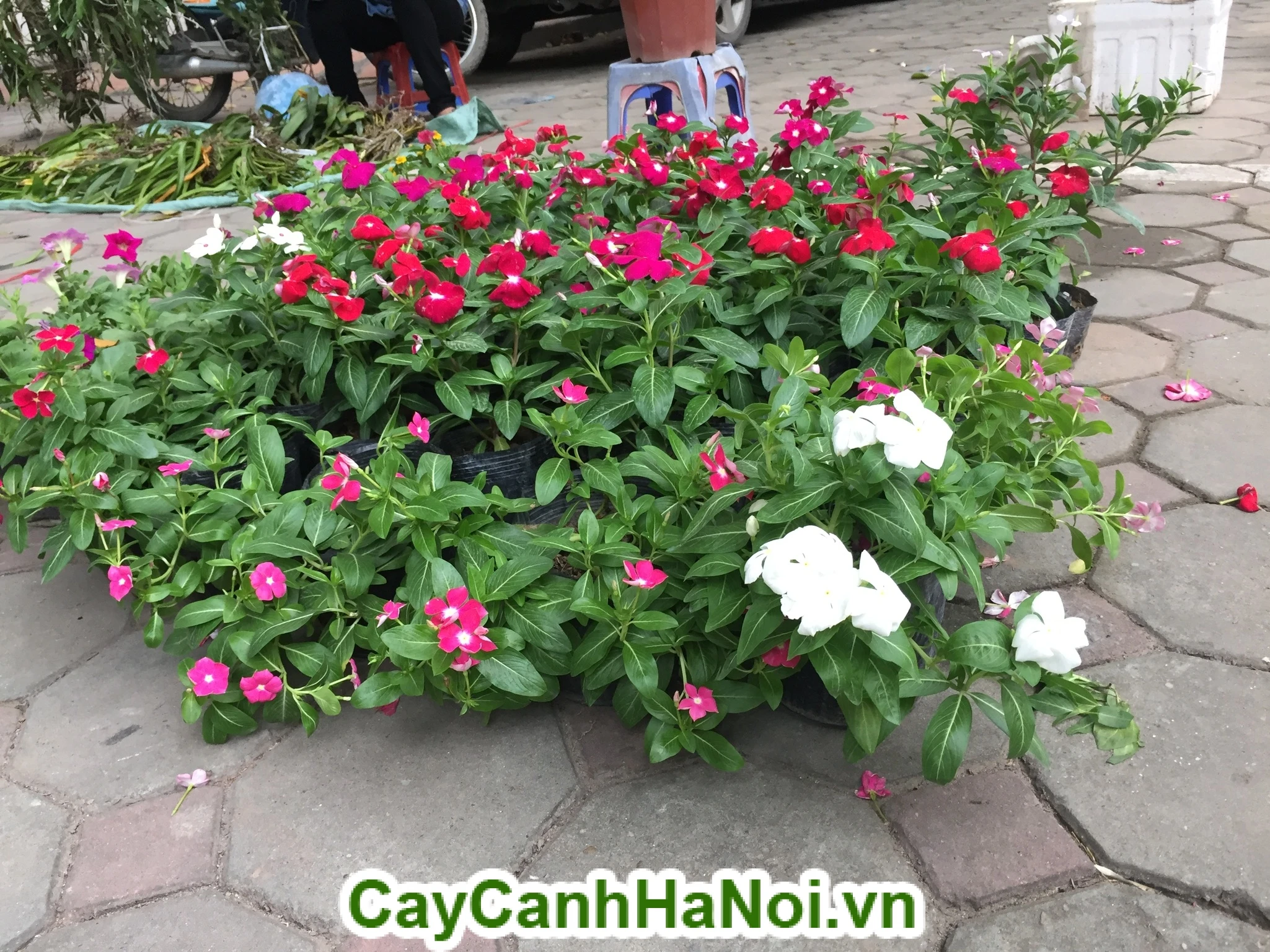 Tìm hiểu đặc điểm, cách chăm sóc, giá cây hoa dừa cạn