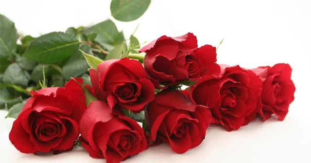 Tập làm văn lớp 5: Tả cây hoa hồng mà em yêu thích Dàn ý & 29 bài văn tả hoa hồng lớp 5