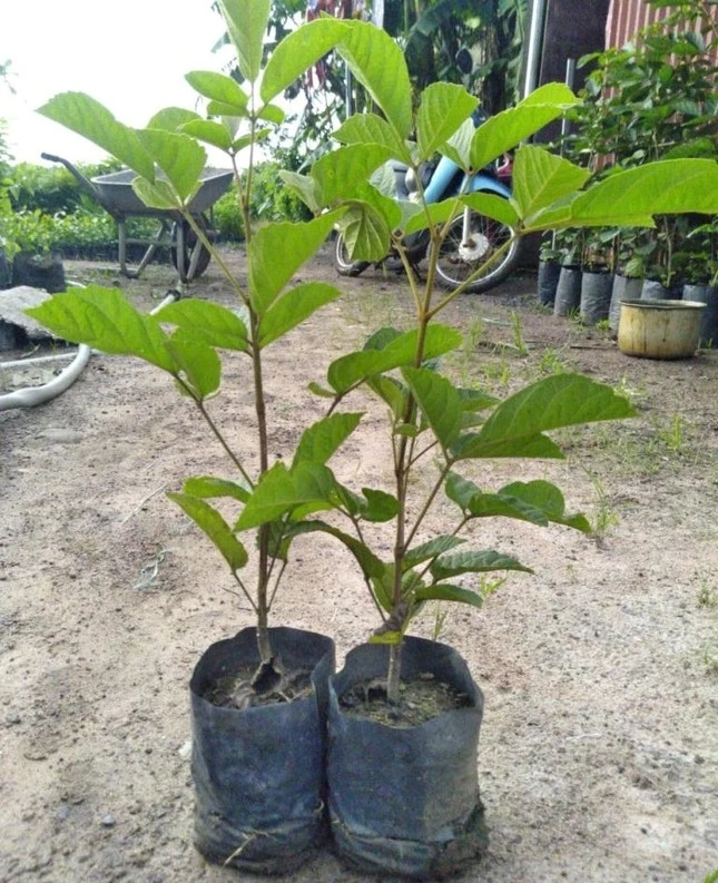 Hoa phong linh vàng rực gây 'sốt': Cục Bảo vệ thực vật nói gì về nguồn gốc?