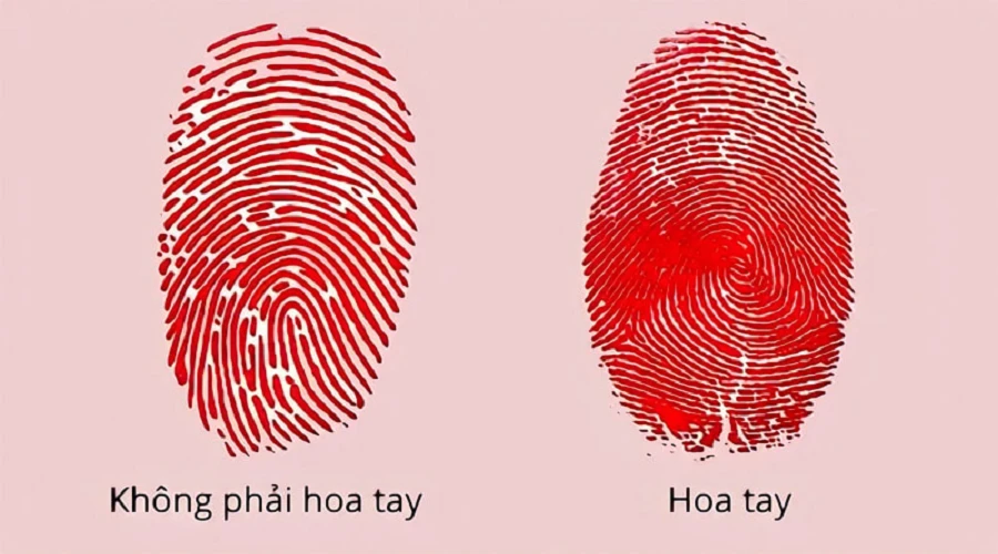 Luận giải 2 hoa tay có ý nghĩa gì theo từng vị trí xuất hiện