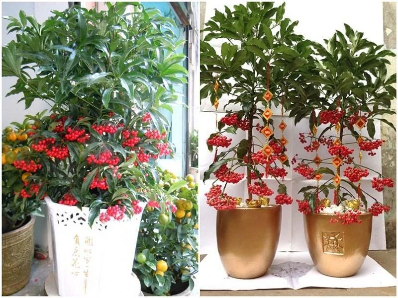 Mệnh Hỏa hợp cây gì? 20+ loại cây giúp mệnh Hỏa hút tài đón lộc