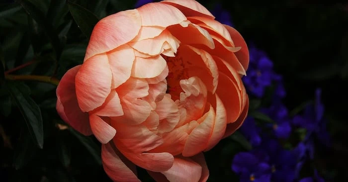 Thoát ế với hoa mẫu đơn hình nền ý nghĩa sâu sắc