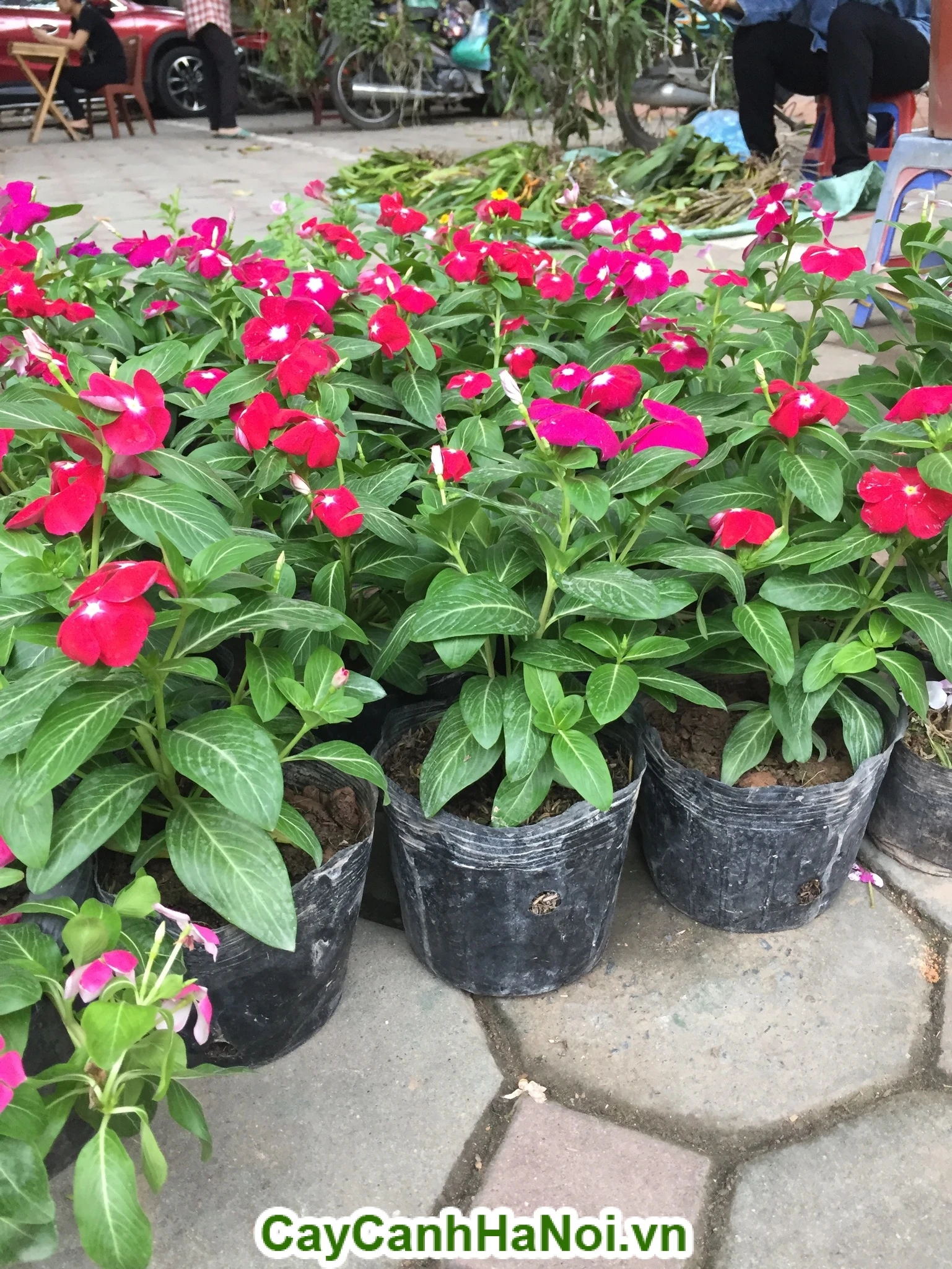 Tìm hiểu đặc điểm, cách chăm sóc, giá cây hoa dừa cạn