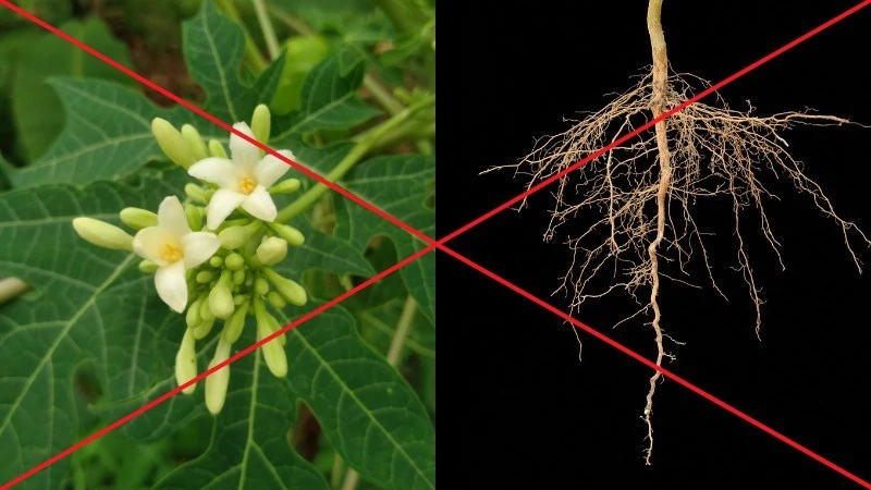 Ai không nên uống hoa đu đủ đực? Các đối tượng cần lưu ý khi dùng