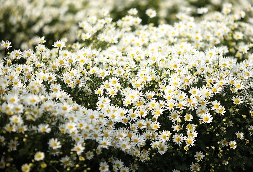 Hoa Cúc Dại: Ý nghĩa đặc điểm cách trồng và cách chăm sóc