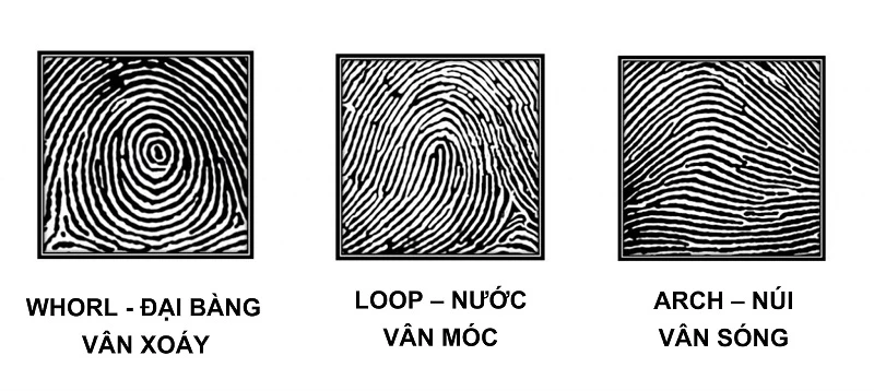 Vân tay đại bàng: Đặc điểm và ý nghĩa nổi bật