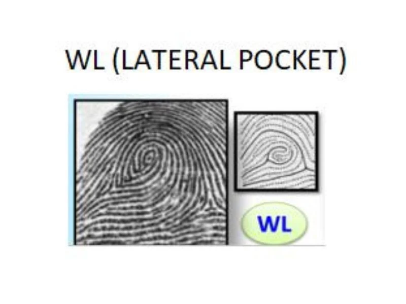 Khám Phá Chủng Vân Tay WL Trong Sinh Trắc Học