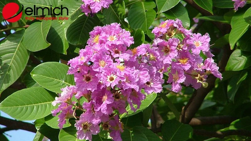 Hoa bằng lăng tím và ký ức tuổi học trò