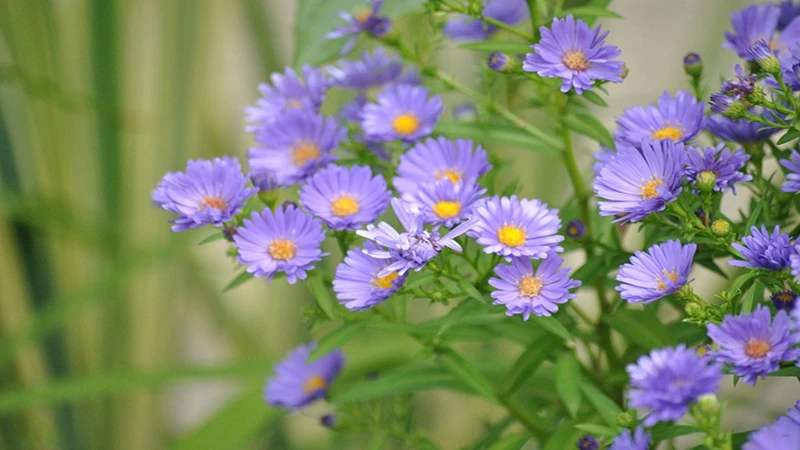 Khám Phá Vẻ Đẹp Hoa Thạch Thảo Trắng Trong Thiên Nhiên