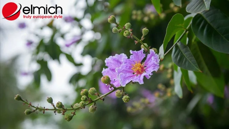 Hoa bằng lăng - Loài hoa đẹp với nhiều ý nghĩa sâu sắc