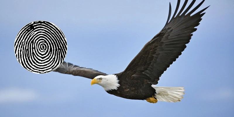 Vân tay Đại Bàng (Whorl): Chủng vân tay của người chủ động, mạnh mẽ, cá tính