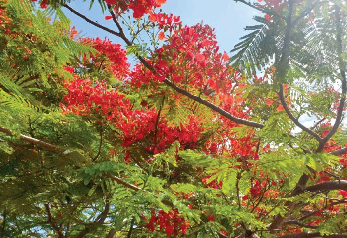 Khám Phá Thành Phố Hoa Phượng Đỏ Hải Phòng