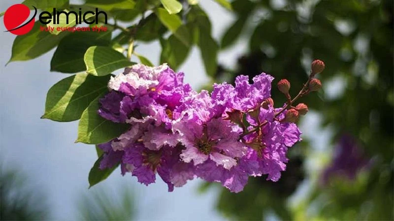 Hoa bằng lăng - Loài hoa đẹp với nhiều ý nghĩa sâu sắc