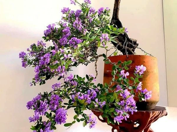 Linh sam siêu bông Sông Hinh, tím hồng, lá nhỏ M1