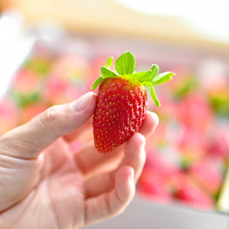 Dâu Tây Hasfarm 500gr, Nguyễn Thái Học Q1