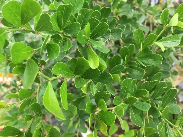 Linh sam siêu bông Sông Hinh, tím hồng, lá nhỏ M1