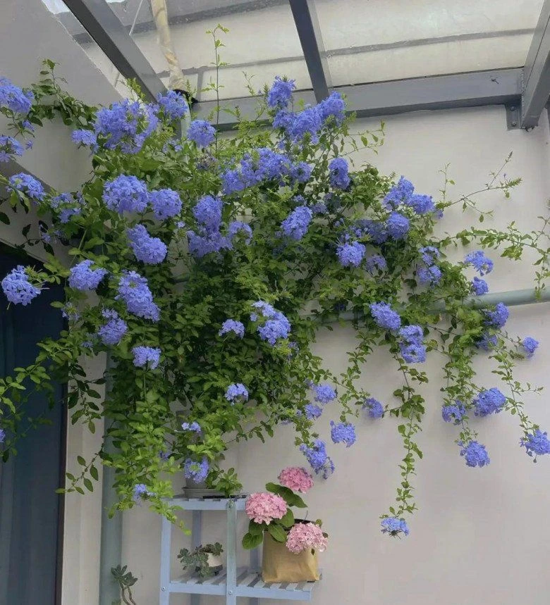 Khám Phá Ba Loại Hoa Màu Xanh Đẹp Cho Ban Công