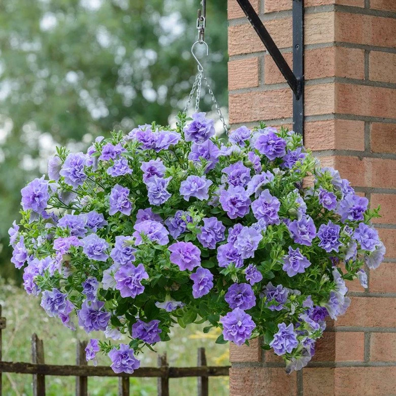 3 loài hoa màu xanh rất được lòng Thần Tài, nở 200 ngày mỗi năm, ban công nhỏ đến mấy cũng trồng được