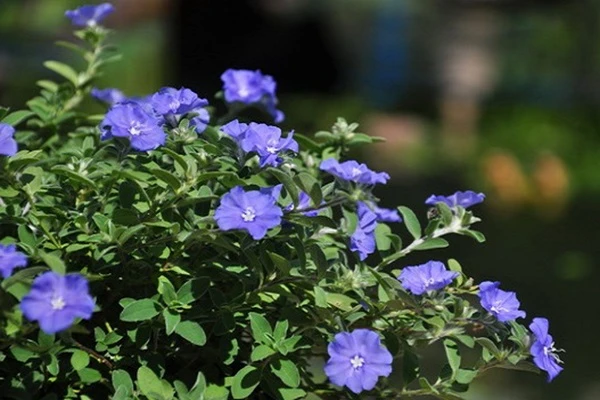 Khám Phá Vẻ Đẹp Hoa Thanh Tú Trong Trang Trí Không Gian