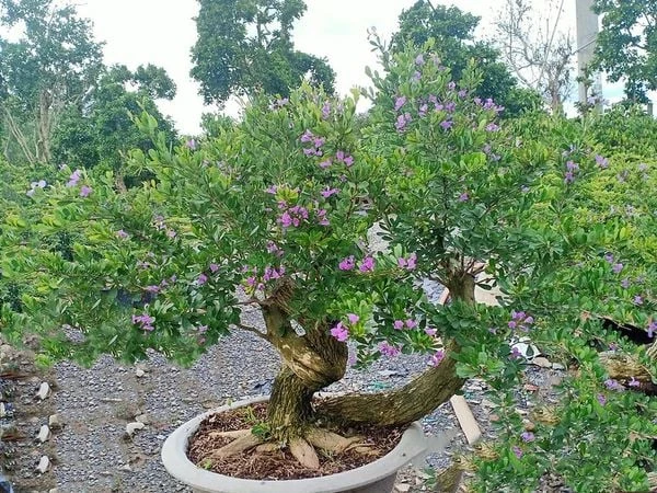 Khám Phá Hoa Linh Sam Siêu Bông Đẹp Tuyệt Vời