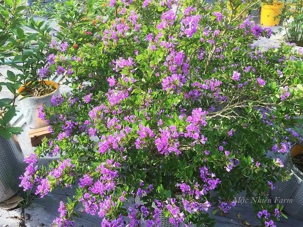 Linh sam siêu bông Sông Hinh, tím hồng, lá nhỏ M1