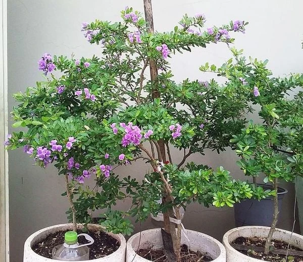 Linh sam siêu bông Sông Hinh, tím hồng, lá nhỏ M1