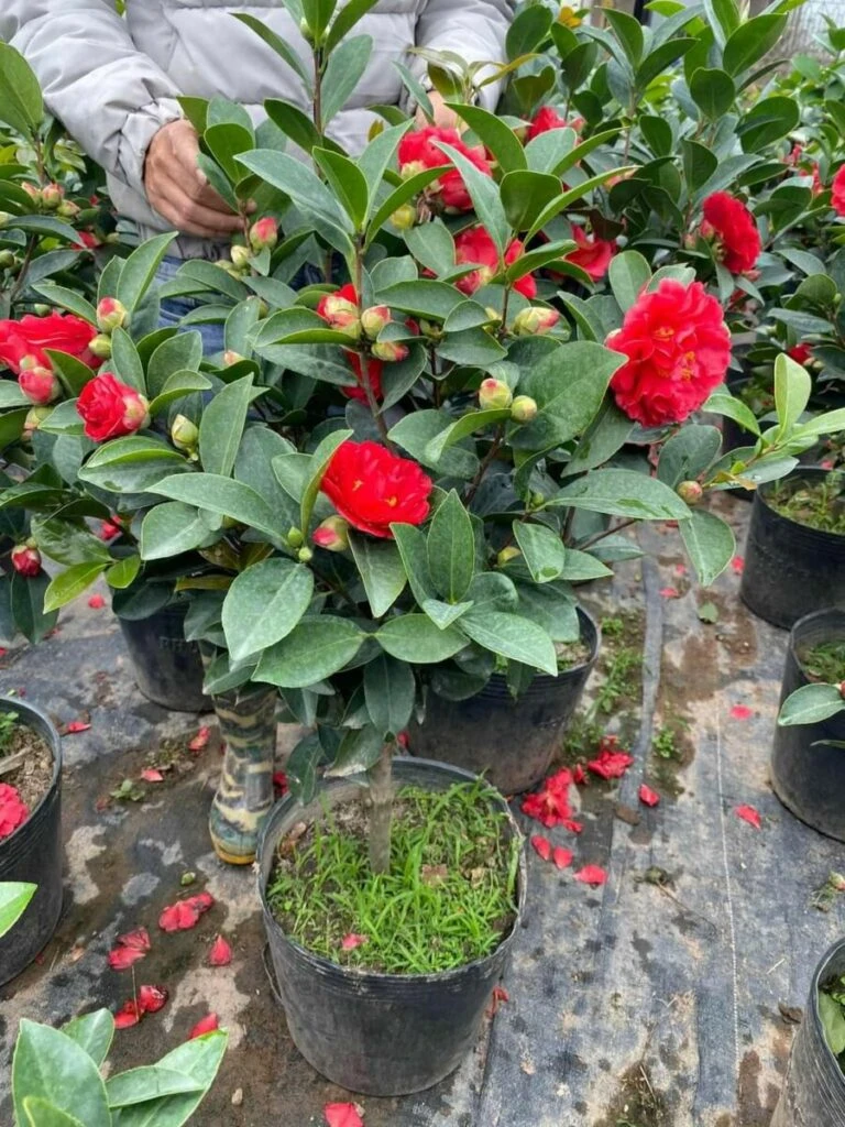 Khám Phá Vẻ Đẹp Hoa Sơn Trà Qua Thời Gian