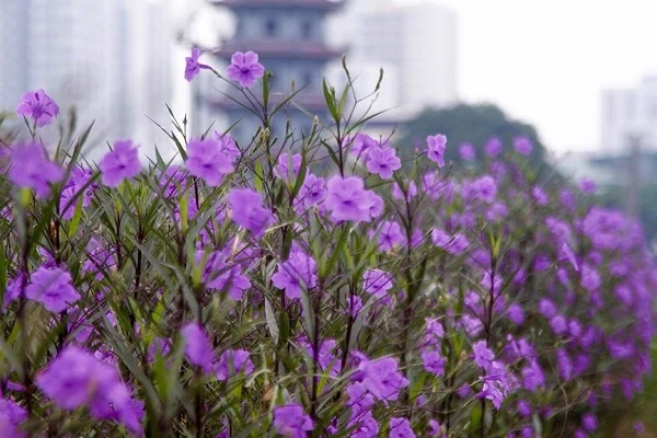 Khám Phá Vẻ Đẹp Hoa Chiều Tím Trong Cuộc Sống