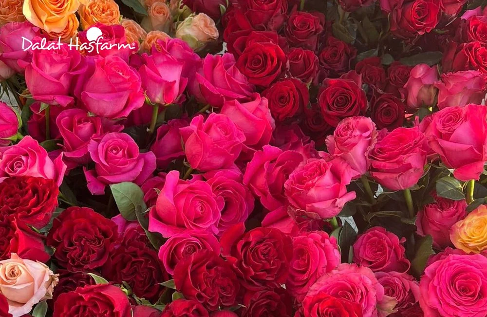 Ý Nghĩa Hoa Hồng Vàng Trong Lịch Sử Và Biểu Tượng Cảm Xúc