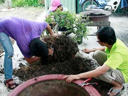 Linh sam siêu bông Sông Hinh, tím hồng, lá nhỏ M1