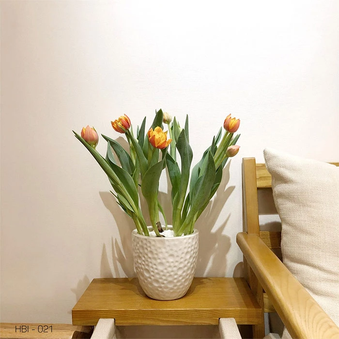 Giá hoa Tulip tươi bao nhiêu tiền một bông?