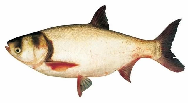 Khám Phá Đặc Điểm Nổi Bật Của Cá Mè Hoa