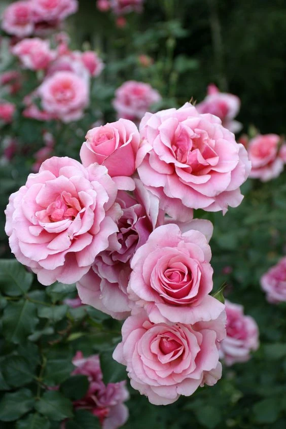 TOP 22 mẫu Tả cây hồng đang ra hoa (2024) SIÊU HAY