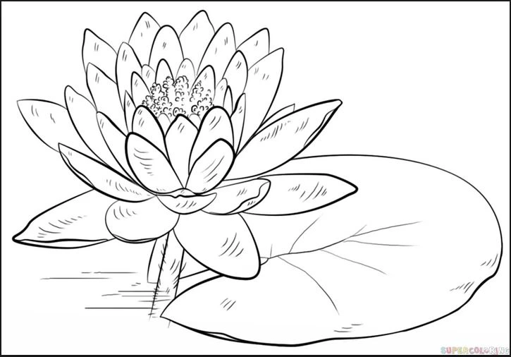 +100 Mẫu Hình tô màu hoa quả đẹp dành cho các bé