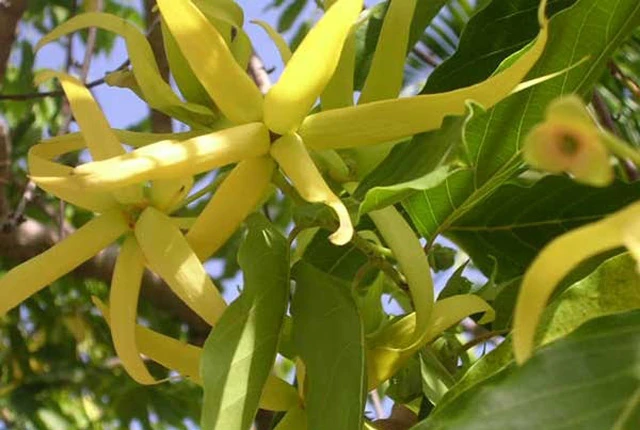 Ý Nghĩa Hoa Hoàng Lan| Đặc điểm, Công dụng và Cách trồng đơn giản