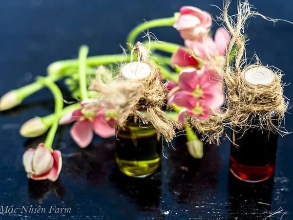 Hoa sử quân tử đơn, leo A1