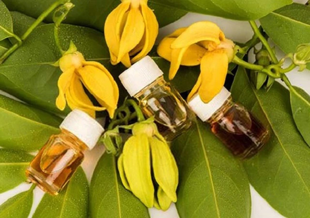 Ý Nghĩa Hoa Hoàng Lan| Đặc điểm, Công dụng và Cách trồng đơn giản