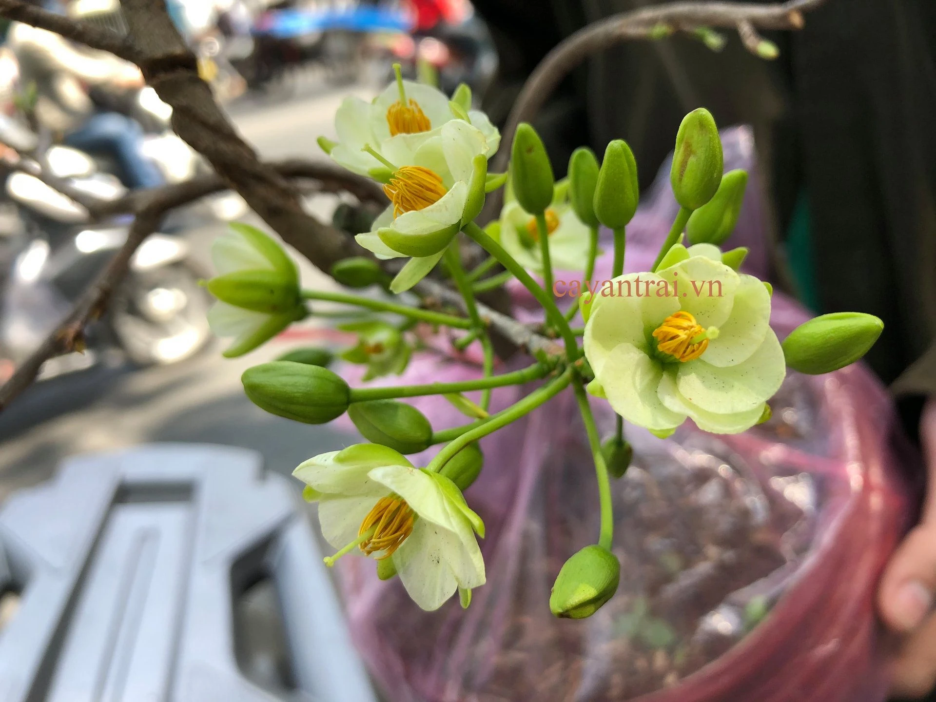 Khám Phá Cây Thanh Mai Độc Đáo và Đẹp Mắt