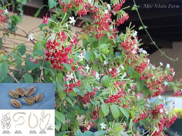 Hoa sử quân tử đơn, leo A1