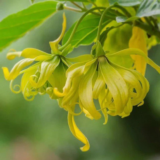 Ý Nghĩa Hoa Hoàng Lan| Đặc điểm, Công dụng và Cách trồng đơn giản