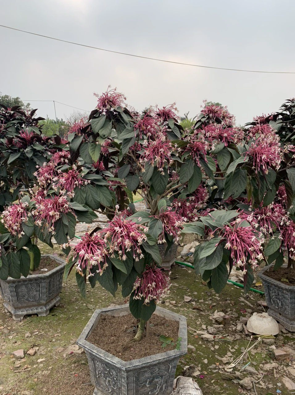 Cây Hoa Thiên Phúc Mua Bán Cây Hoa Thiên Phúc Đẹp Giá Rẻ Tại Hà Nội - caycanhgiagoc.com