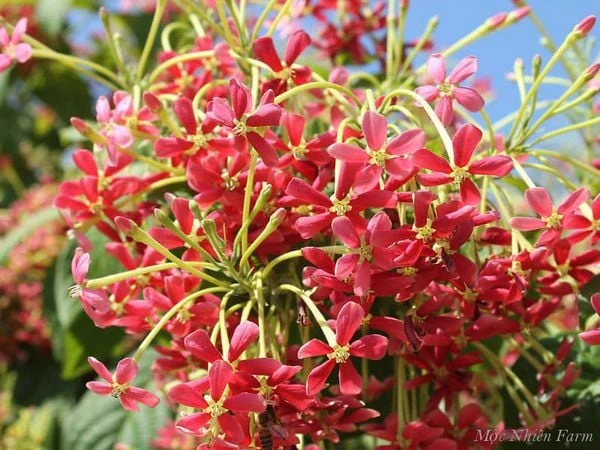 Hoa sử quân tử đơn, leo A1